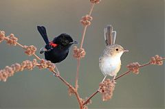 Red-backed Fairywren